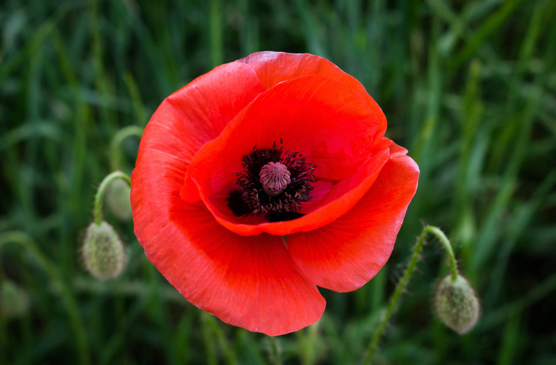 Armistice-Day-An-agreement-to-end-the-fighting-of-the-First-World-War Sinclair London